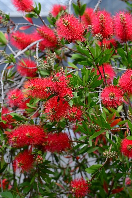 瓶刷鲜花/花萼